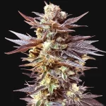 Auto Black Cherry Feminized Seeds (5/10 Seeds)