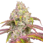 auto-zkittlez-feminized-seeds-2.png
