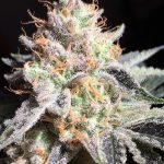 jilly-bean-feminized-seeds-3.jpg