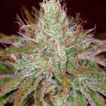 jilly-bean-feminized-seeds-3.jpg