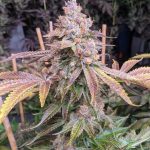 Jilly Bean Feminized Cannabis Seeds (5/10 Seeds)