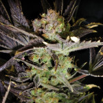 jilly-bean-feminized-seeds-3.jpg