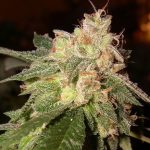 og-kush-feminized-cannabis-seeds2-scaled-1.webp