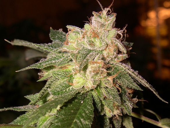0g-kush-feminized-cannabis-seeds3.jpg