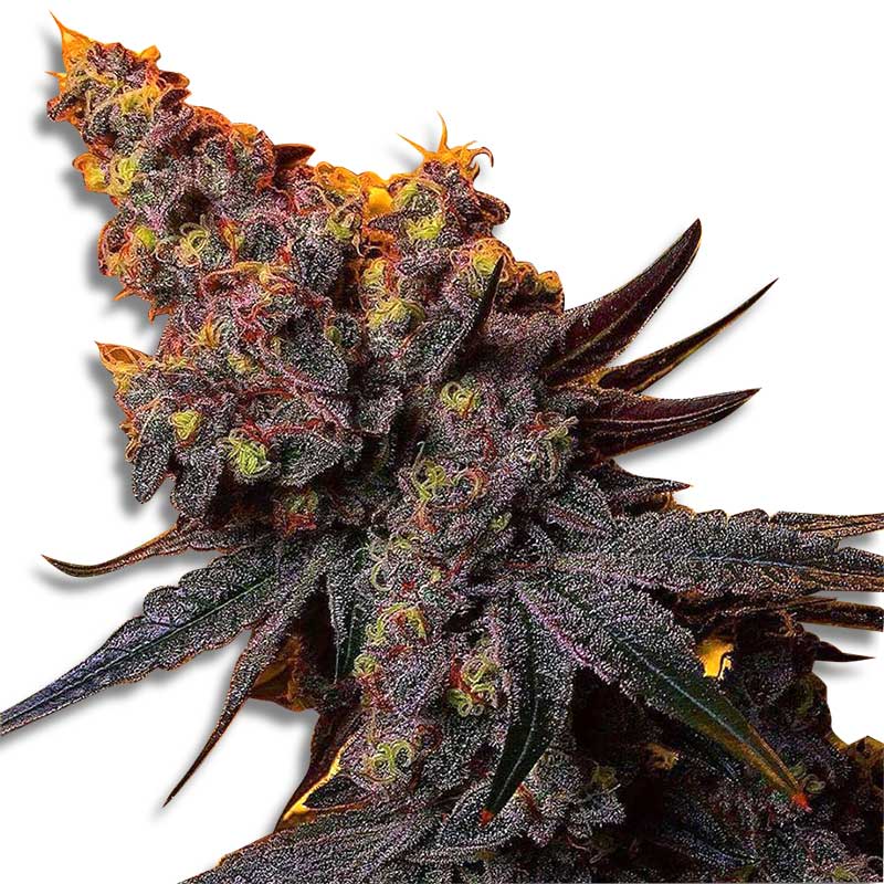 banana-og-feminized-cannabis-seeds2.jpg
