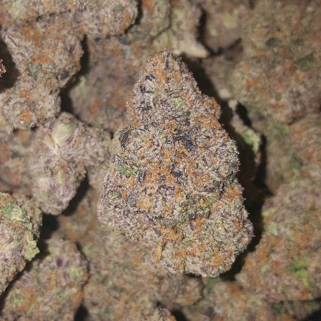 biscotti-feminized-cannabis-seeds3.jpg