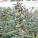 cherry-cookies-feminized-cannabis-seeds.jpeg
