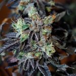 cherry-cookies-feminized-cannabis-seeds.jpeg