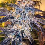girl-scout-cookies-feminized-cannabis-seeds2.jpg