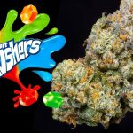 gushers-feminized-cannabis-seeds3.jpg