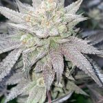 jelly-donutz-feminized-seeds-4.jpeg