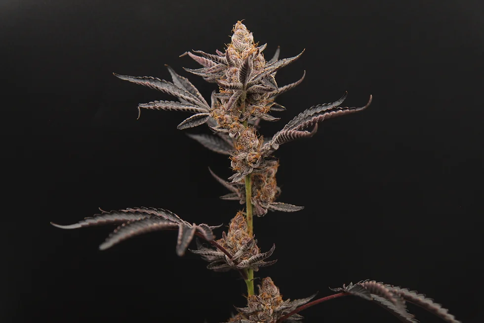 jelly-donutz-feminized-seeds-3.webp