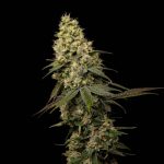 jungle-cake-feminized-cannabis-seeds4.jpeg