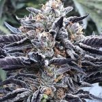 lava-cake-feminized-cannabis-seeds.jpg