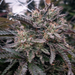 lava-cake-feminized-cannabis-seeds.jpg