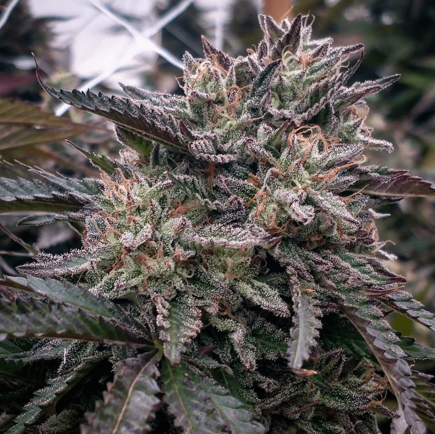 lava-cake-feminized-cannabis-seeds.png