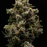 lemon-tree-feminized-cannabis-seeds2.jpg