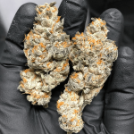 biscotti-feminized-cannabis-seeds3.jpg