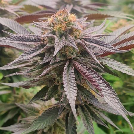 melonsicle-feminized-seeds-love-cannabis.jpg
