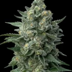 Love Cannabis - OG Kush - Feminized Cannabis Seeds