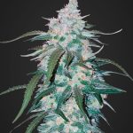 pineapple-express-auto-feminized-cannabis-seeds2.jpg