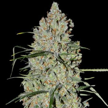 Love Cannabis - Pineapple Express - Autoflowering Cannabis Seeds