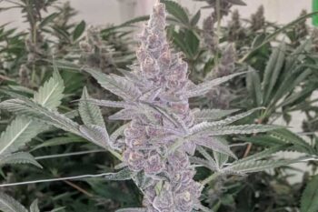 Love Cannabis - Tropicanna Cookies - Autoflowering Cannabis Seeds