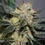 strawberry-shortcake-feminized-cannabis-seeds4.png