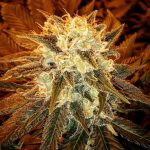 strawberry-shortcake-feminized-cannabis-seeds4.png