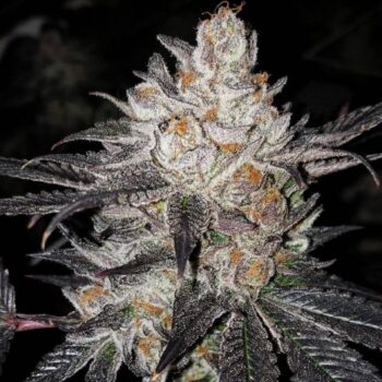 Love Cannabis - Tropical Zookies - Feminized Cannabis Seeds