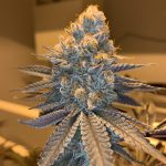 tropical-zookies-feminized-seeds-2.jpg