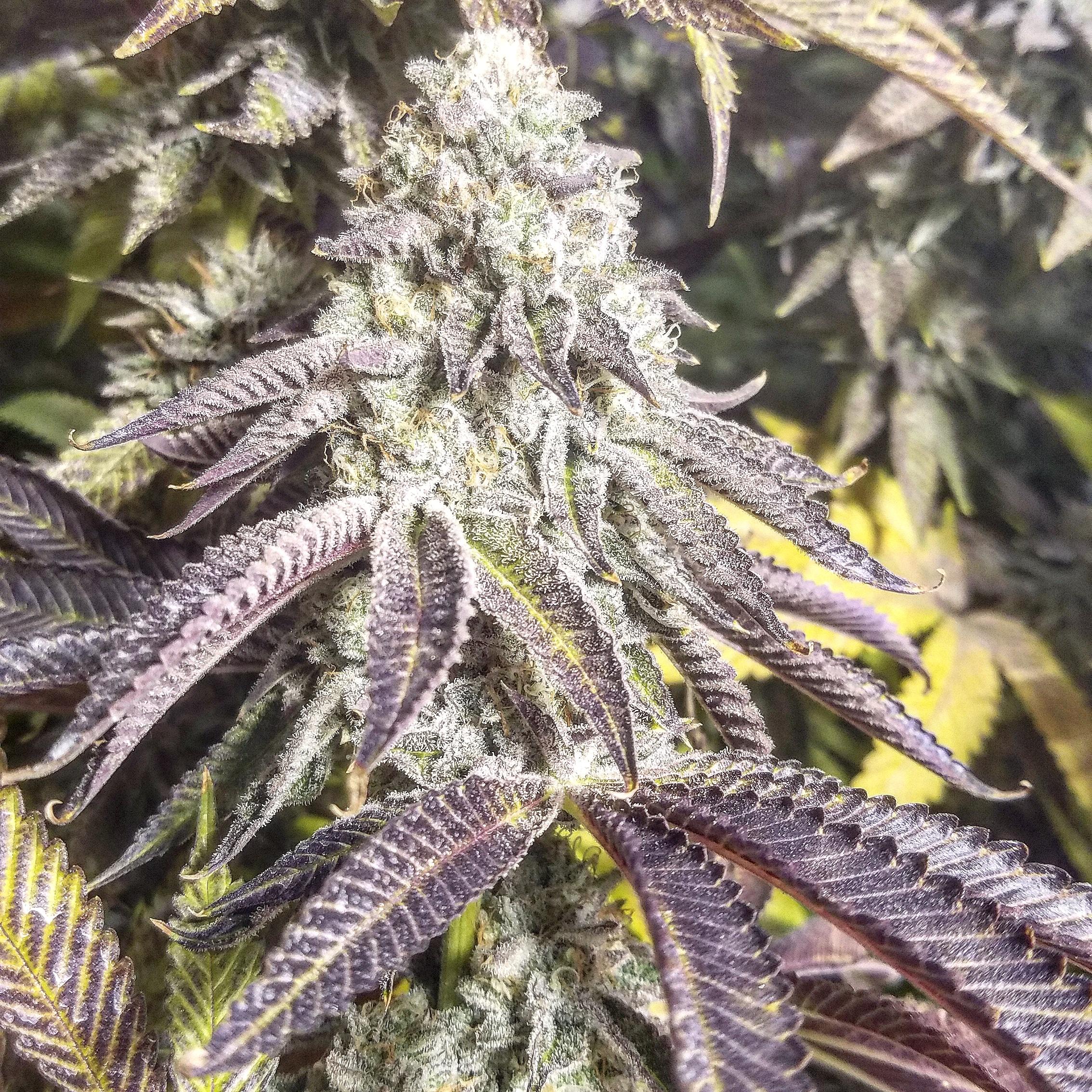 wedding-crasher-feminized-cannabis-seeds.jpg