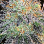 zkittlez-feminized-cannabis-seeds-by-love-cannabis-1.webp