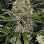 critical-mass-feminized-cannabis-seed-deal-2.jpg