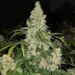 critical-mass-feminized-cannabis-seed-deal-2.jpg