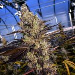 gmo-rainbowz-feminized-seeds2.png