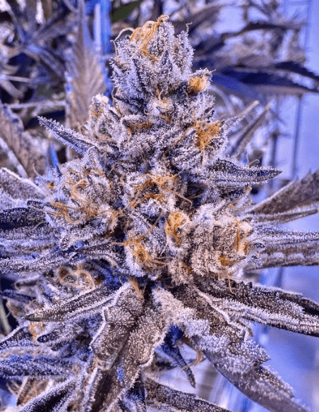 gmo-rainbowz-feminized-seeds2.png