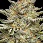 og-kush-triploid-seeds-2.png