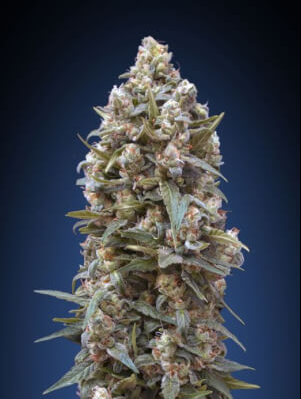 Flavour Gang - OG Kush TRIPLOID - Feminized Cannabis Seeds