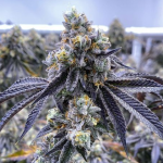 Love Cannabis - Orange Runtz Triploid - Feminized Cannabis Seeds