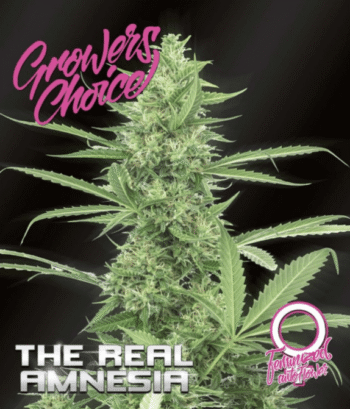Amnesia (The Real) Auto (Growers Choice Seeds)