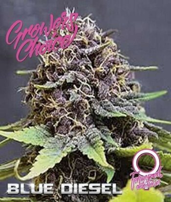 Blue Diesel Auto (Growers Choice Seeds)