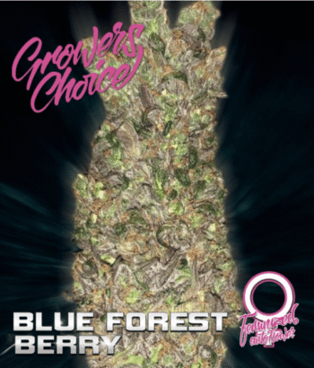 Blue Forest Berry Auto (Growers Choice Seeds)