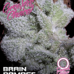 Brain damage Auto (Growers Choice Seeds)