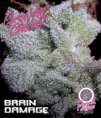 Brain damage Auto (Growers Choice Seeds)