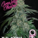 O.G Kush  (Growers Choice Seeds)