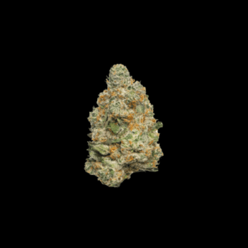 Apple Fritter Auto (Growers Choice Seeds)