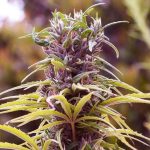 Durban Poison (Nirvana Seeds)