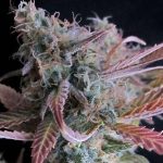 Raspberry Cough (Nirvana Seeds)
