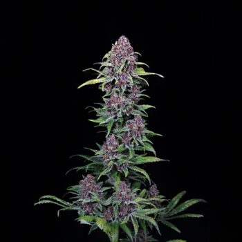 Buy NYC Vapor Feminized Cannabis Seeds by Compound Genetics